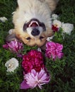 Dog Ã¢â¬â¹Ã¢â¬â¹corgi lies on a natural green meadow surrounded by lush grass and flowers of pink fragrant peonies happily Royalty Free Stock Photo